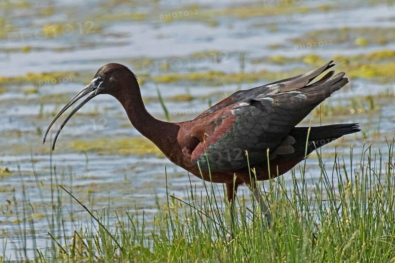Glossy ibis with open beak and open wings standing in water looking left, Lake Neusiedl, Burgenland, Austria