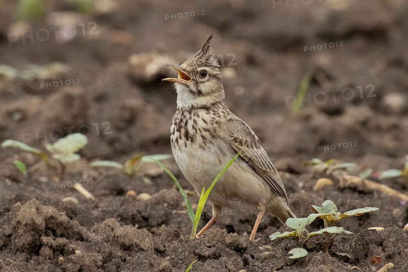 Crested lark with open beak standing in field looking left, Lake Neusiedl, Burgenland, Austria