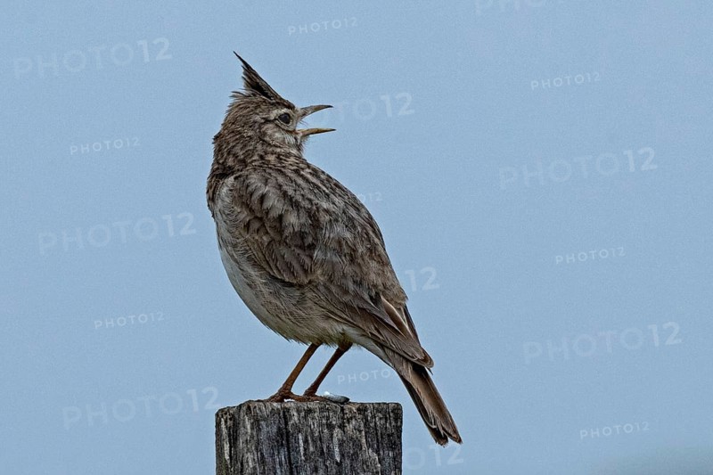 Crested lark standing on wooden post looking back from behind right in front of blue sky, Lake Neusiedl, Burgenland, Austria