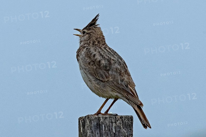 Crested lark with open beak standing on wooden post looking left in front of blue sky, Lake Neusiedl, Burgenland, Austria