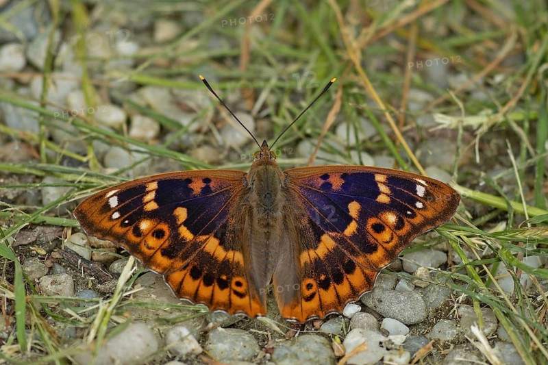 Lesser purple emperor Red-winged emperor with open wings sitting on gravel with green stalks from behind, Lake Neusiedl, Burgenland, Austria