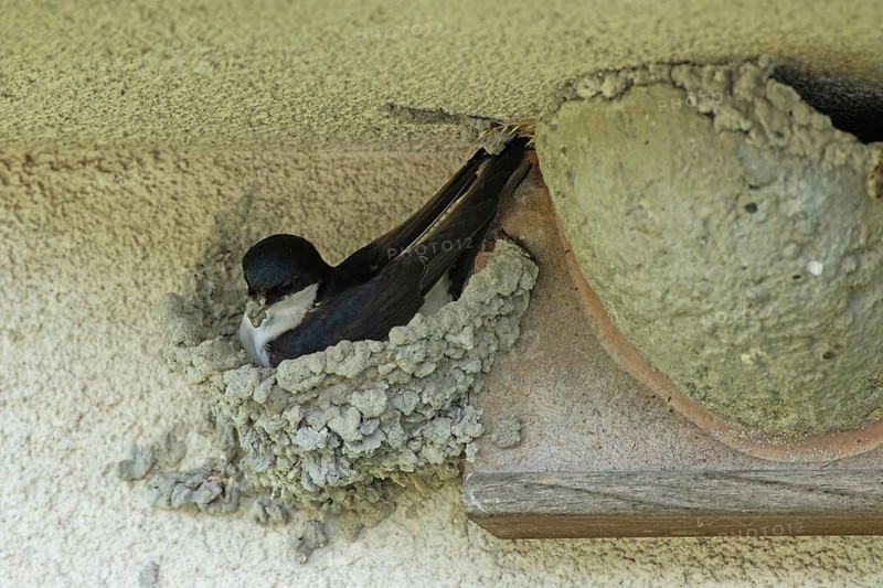House martin with nesting material in beak sitting in nest looking left, Lake Neusiedl, Burgenland, Austria