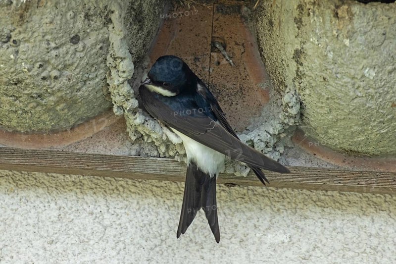 House martin sitting in a started nest looking left, Lake Neusiedl, Burgenland, Austria