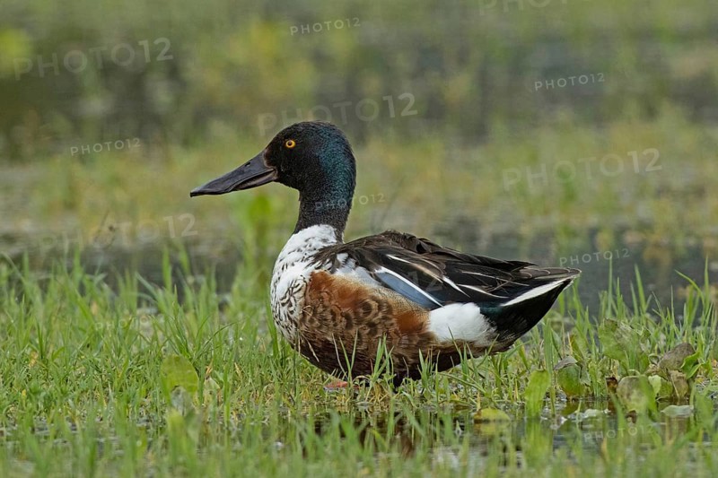 Male shoveler standing in green meadow looking left, Lake Neusiedl, Burgenland, Austria
