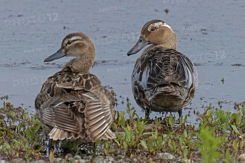 Garganey male and female standing next to each other on the water's edge, Lake Neusiedl, Burgenland, Austria