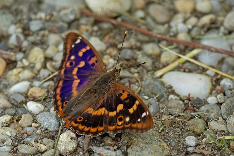 Lesser purple emperor Red emperor butterfly with open wings sitting on gravel surface looking right, Lake Neusiedl, Burgenland, Austria