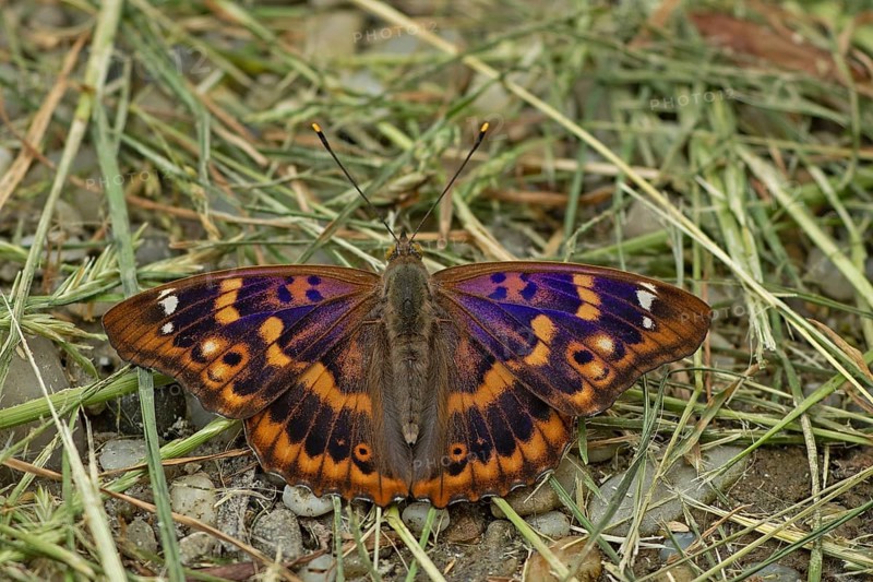 Lesser purple emperor Red-winged emperor with open wings sitting on gravel with green stalks from behind, Lake Neusiedl, Burgenland, Austria