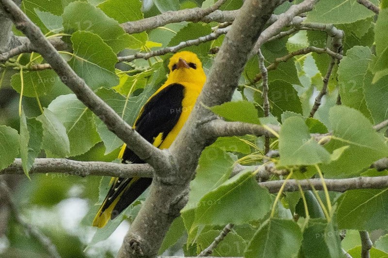 Male oriole sitting on a branch between green leaves looking from the front right, Lake Neusiedl, Burgenland, Austria
