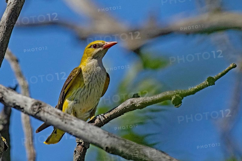 Female oriole sitting on branch looking from the front right in front of blue sky, Lake Neusiedl, Burgenland, Austria