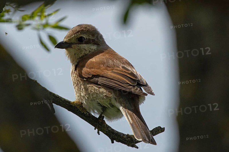 Red-backed shrike, female sitting on branch looking left in front of blue sky, Lake Neusiedl, Burgenland, Austria