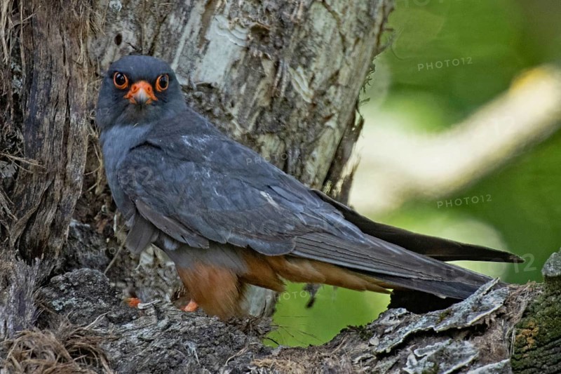 Red-footed Falcon male sitting in front of tree trunk looking left, Lake Neusiedl, Burgenland, Austria