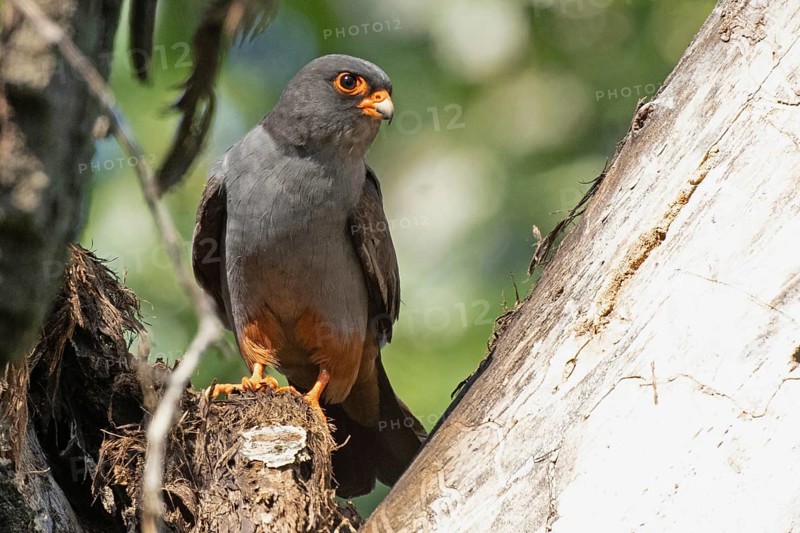 Red-footed Falcon male sitting on branch next to tree trunk looking from front right, Lake Neusiedl, Burgenland, Austria