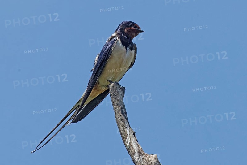 Barn Swallow sitting on branch looking from front right in front of blue sky, Lake Neusiedl, Burgenland, Austria