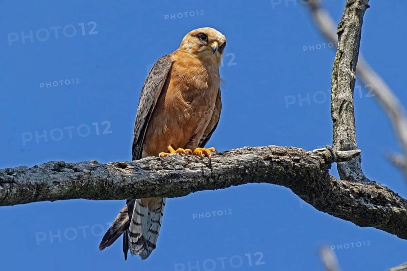 Red-footed Falcon female sitting on a branch looking from the front in front of a blue sky, Lake Neusiedl, Burgenland, Austria