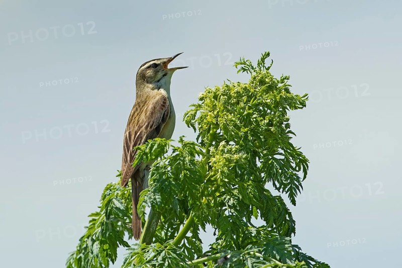 Reed warbler with open beak sitting on branch with green leaves singing looking right in front of blue sky, Lake Neusiedl, Burgenland, Austria
