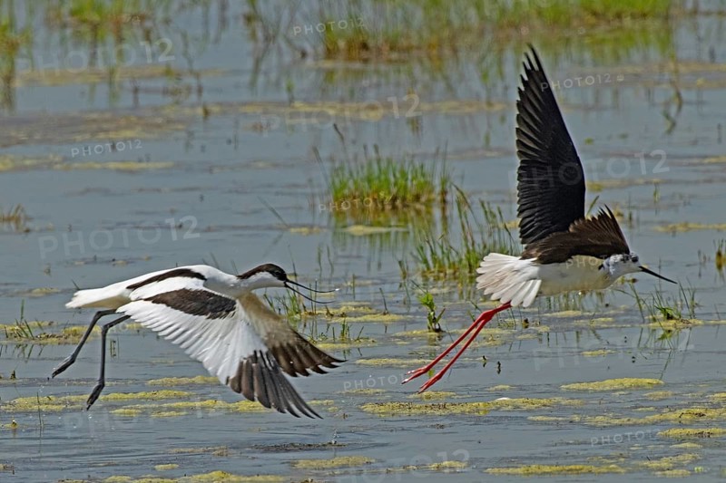 Avocet with open bill and open wings flying threatening right looking to Stilt with open wings flying right looking over water, Lake Neusiedl, Burgenland, Austria