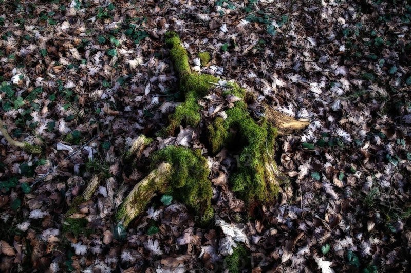 Mossy tree stump in deciduous forest, surrounded by fallen leaves and shade, Kamptal Waldviertel Lower Austria Austria
