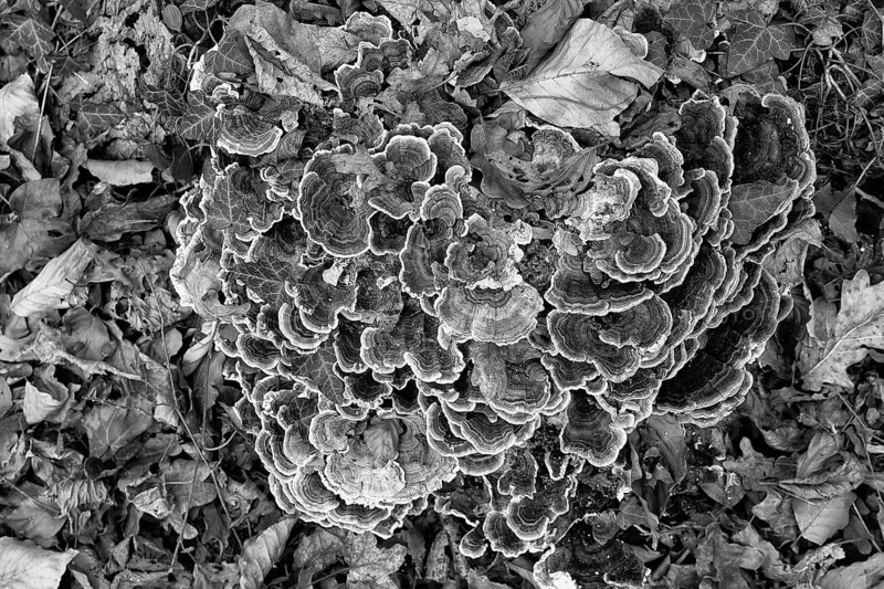 Close-up of mushroom colony on forest floor, surrounded by leaves in black and white style, Kamptal Waldviertel Lower Austria Austria