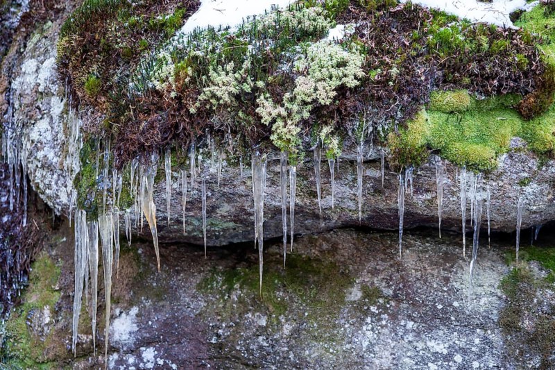 Icicles hanging from moss-covered stones in a windy scene, Kamptal Waldviertel Lower Austria Austria