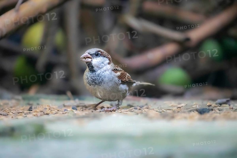 A sparrow (Passer montanus) on the ground surrounded by a natural blurred background-Dhaka, Bangladesh