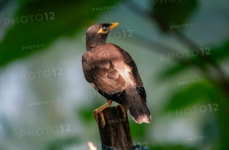 Myna (Acridotheres tristis) bird perched on a branch in a natural green setting-Dhaka, Bangladesh