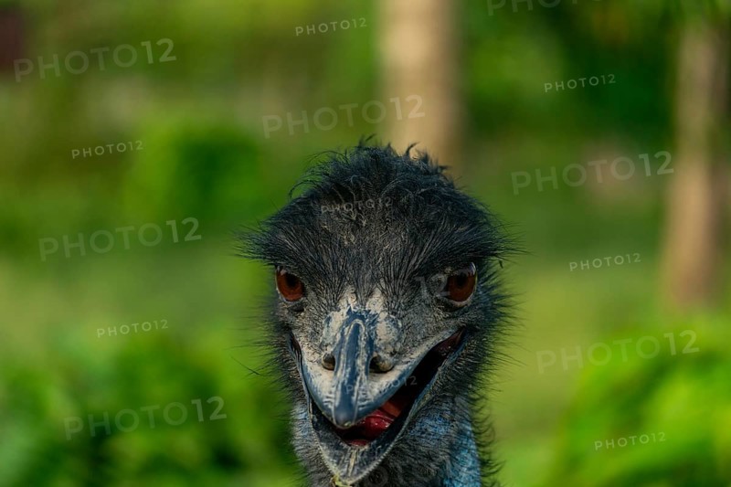 Close-up of an ostrich (Struthio camelus) head with a soft focus green background-Dhaka, Bangladesh