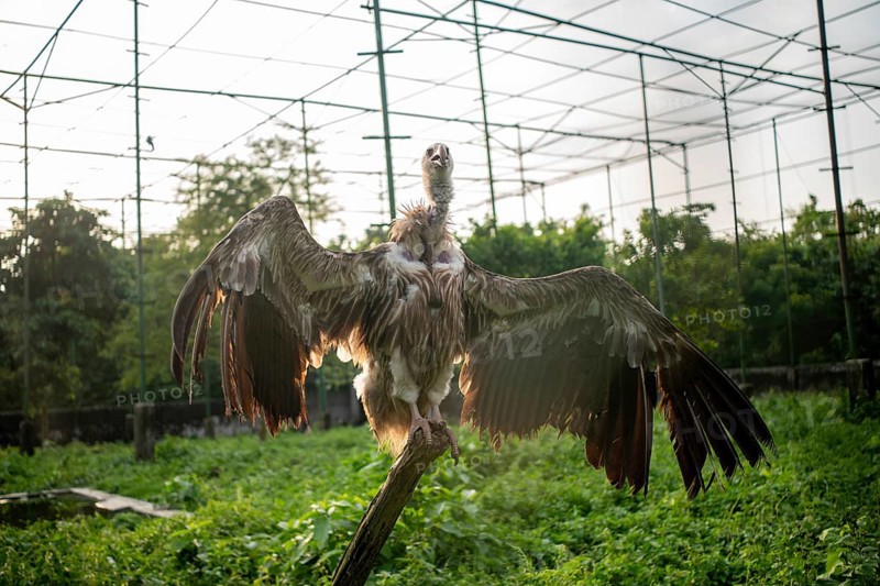 Vulture (Gyps himalayensis) with wings spread, standing on a branch in an enclosure-Dhaka, Bangladesh