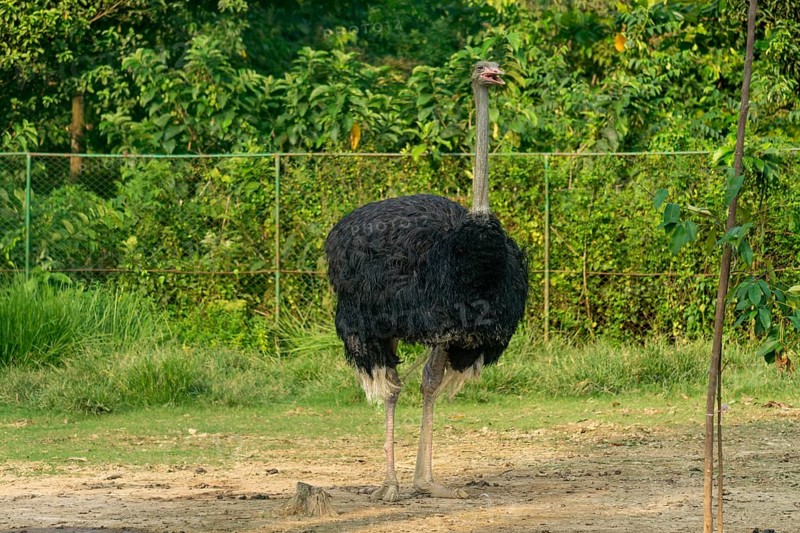Large ostrich (Struthio camelus) standing on sandy ground by a fenced greenery-Dhaka, Bangladesh