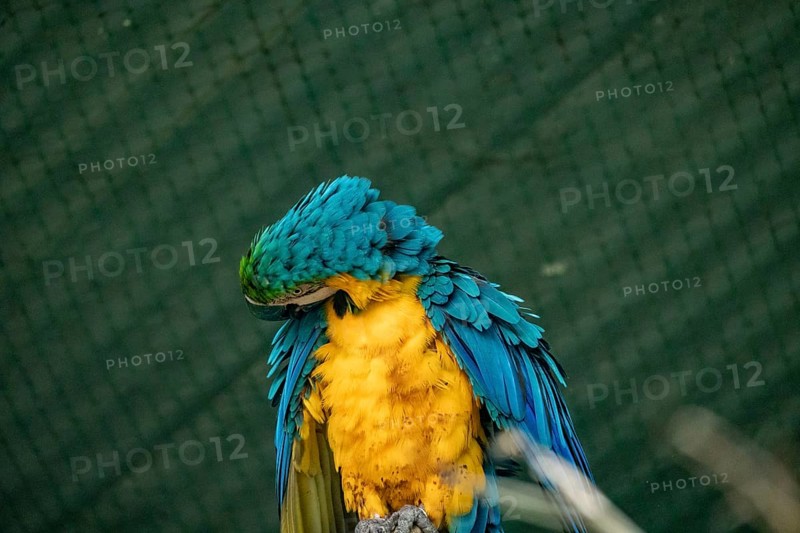 Blue and yellow macaw (Ara glaucogularis) grooming its feathers against a green backdrop-Dhaka, Bangladesh
