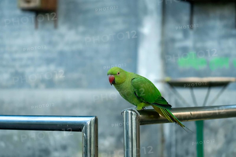 Green Rose-ringed Parakeet with a red beak perched on a metal railing in an urban setting, Dhaka, Bangladesh