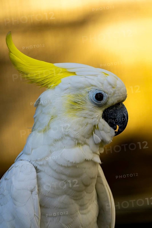 White cockatoo with a striking yellow crest against a warm backdrop-Dhaka, Bangladesh