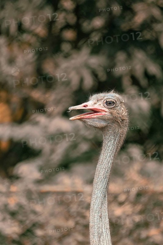 Side view of an ostrich (Struthio camelus) with a blurred leafy background-Dhaka, Bangladesh