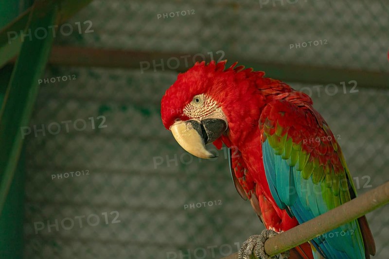 Scarlet macaw (Ara glaucogularis) with vivid red feathers resting on a perch with head tilted-Dhaka, Bangladesh
