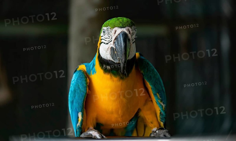 Blue and yellow macaw parrot (Ara glaucogularis) staring forward in a vivid, colorful setting-Dhaka, Bangladesh