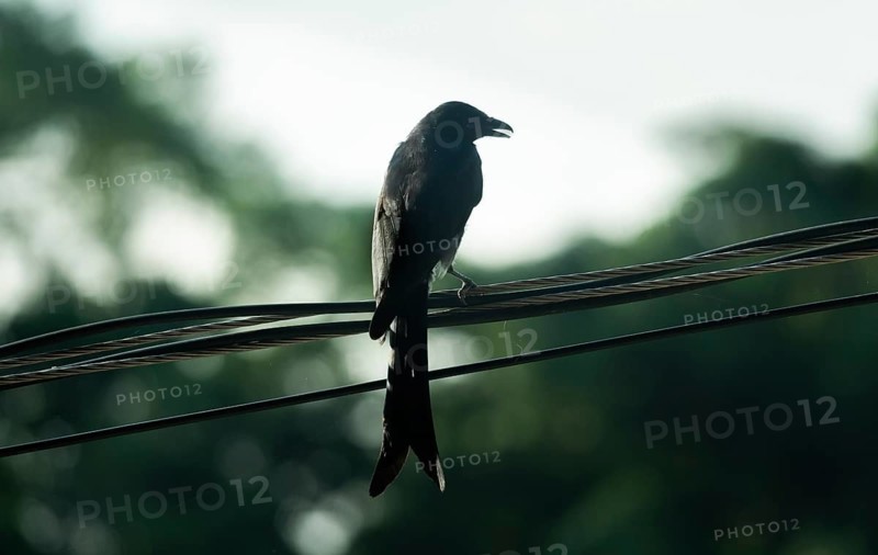 Silhouette of a Black Drongo (Dicrurus macrocercus) perched on electric wires against a bright, natural backdrop-Dhaka, Bangladesh