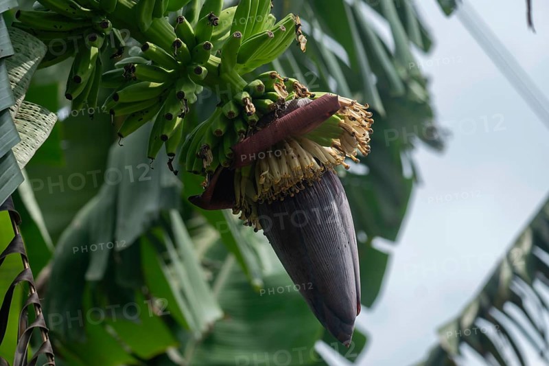 A banana plant with a cluster of bananas and a purple flower in a natural setting-Dhaka, Bangladesh