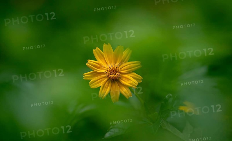 Yellow Bellis perennis flower in focus against a blurred green background-Dhaka, Bangladesh
