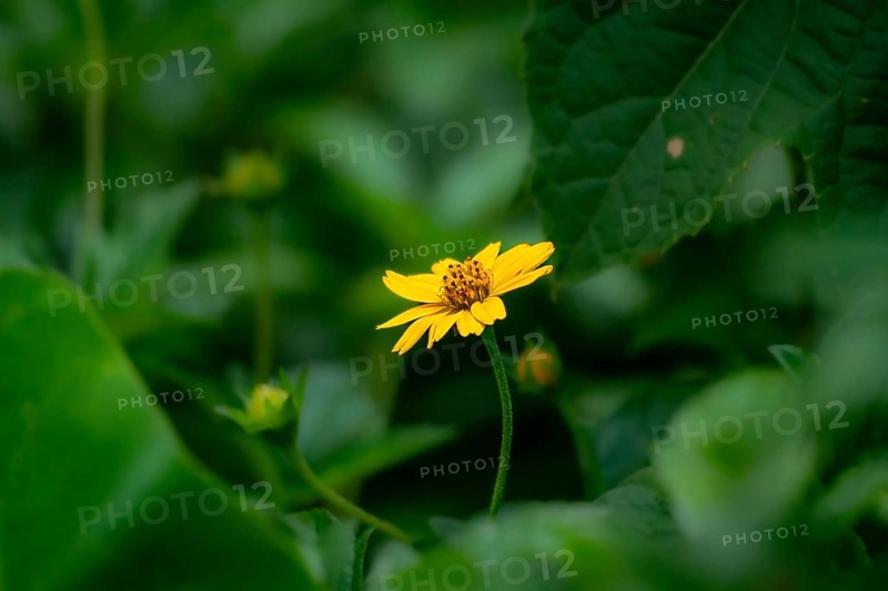 Bright yellow Bellis perennis flower blooming amidst lush green leaves-Dhaka, Bangladesh
