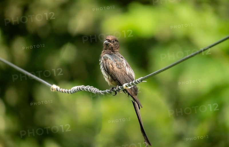 Cuckoo (Cuculidae family) Bird perched on a coiled electric wire against a green backdrop-Dhaka, Bangladesh