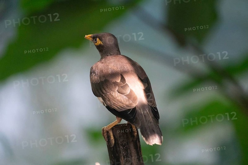 Myna (Acridotheres tristis) perched on a branch with sunlit feathers in a green background-Dhaka, Bangladesh