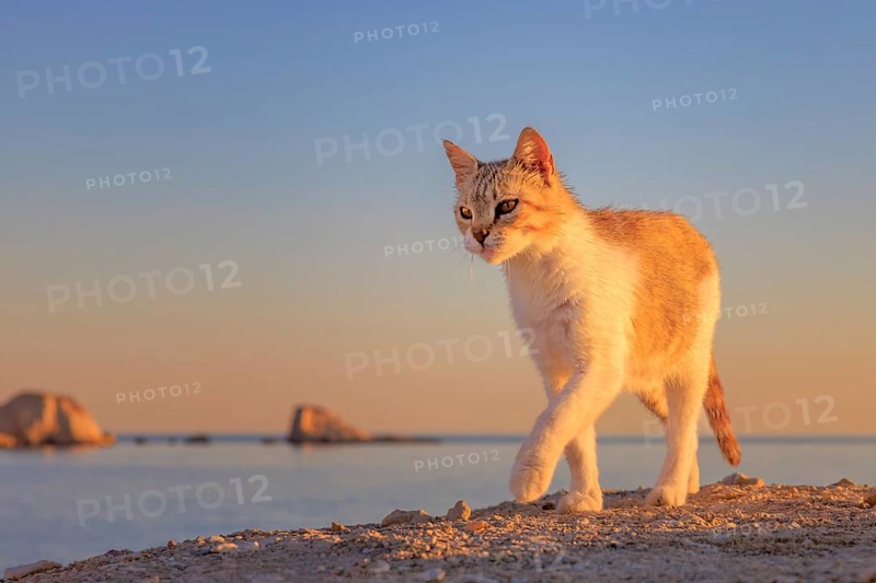 Cat at beach at dawn, Milos, Greece