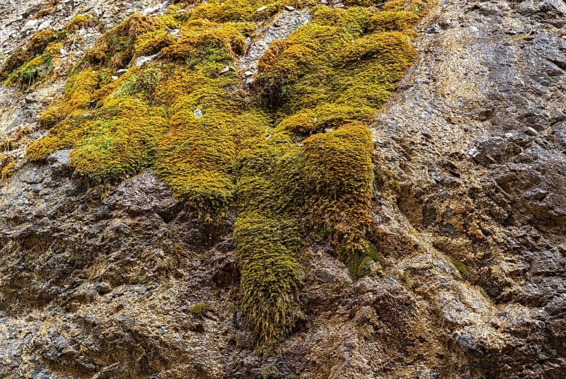 Dripping moss in a rock face, Vomperberg, Tyrol, Austria