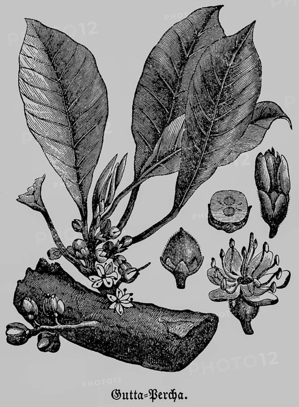 Gutta-percha or gutta, a rubbery substance, milk-like sap, similar to rubber, gutta-percha tree (Palaquium gutta) on the island of Sumatra, historical illustration 1868