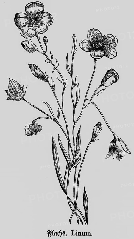 Flax or linen (Linum) plant with flower and stem, natural fibre, production of taxtiles and yarns, historical illustration 1868