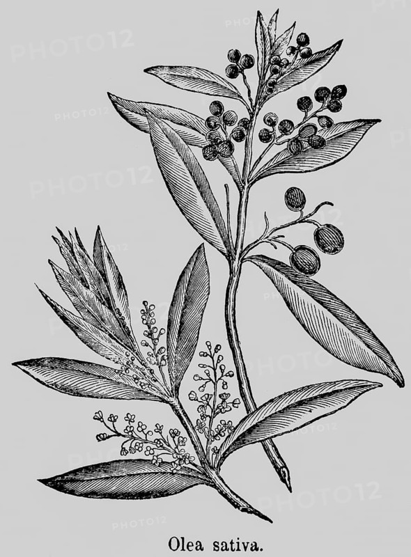 Olives (Olea) evergreen plant, leaves, flowers, fruits, Mediterranean stone fruit, cultivation around the Mediterranean, historical illustration 1868