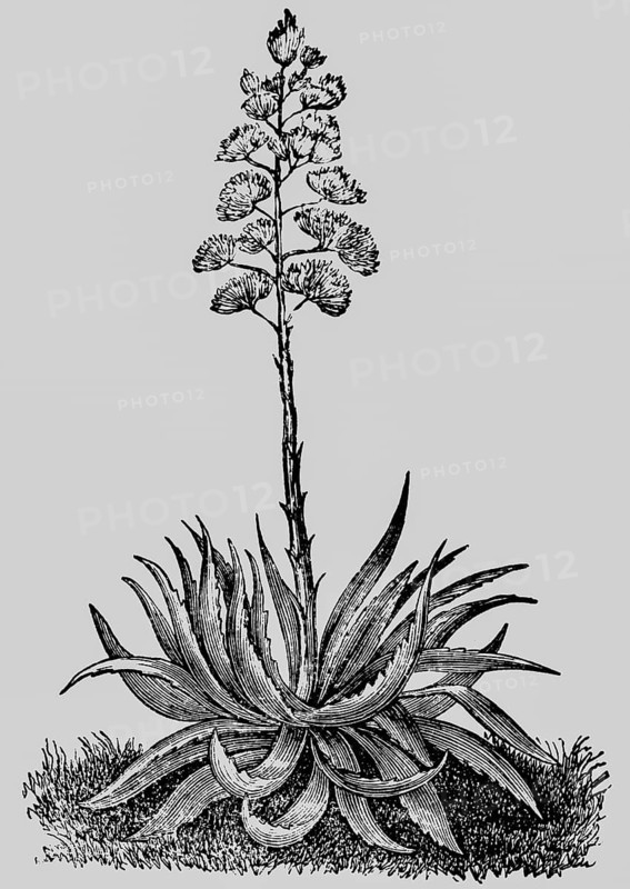 Magney agave (Agave mexicana) plant with leaves and inflorescence, production of agave juice, Mexico, Central America, historical illustration 1868