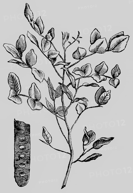 Fruit and branch of the carob tree (Ceratonia siliqua) legume, pod, inflorescence, occurrence in the Mediterranean region, useful plant, historical illustration 1868