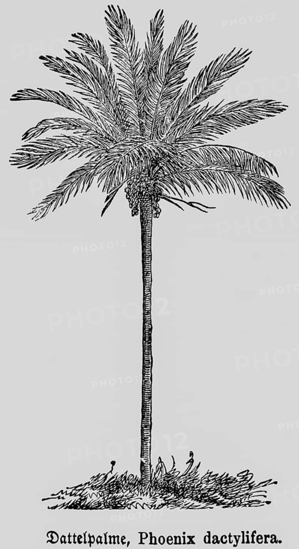 True date palm (Phoenix dactylifera L.) trunk, fruits, branches with regular leaves, occurrence in the Arab and Near Eastern region, useful plant, UNESCO Representative List of the Intangible Cultural Heritage of Humanity, historical illustration 1868