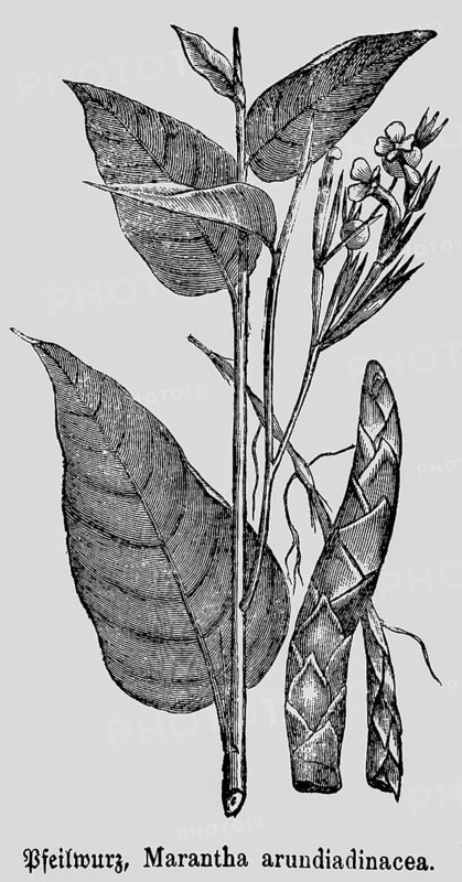 Leaves and flower of the arrowroot (Maranta arundinacea), useful plant, occurrence in tropical countries of Central and South America, botany, historical illustration 1868