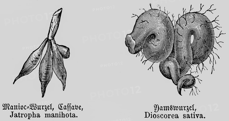 Cassava root tuber (Manihot esculenta), useful plant, cultivation in the tropics and subtropics, processed into cassava flour, yam (Dioscoreaceae) historical illustration 1868
